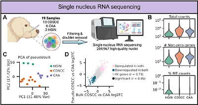 Neuroepithelial reprogramming and ERBB vulnerability in canine acanthomatous ameloblastoma