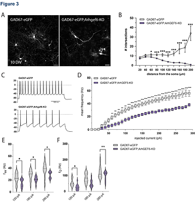 ARHGEF6-dependent cytoskeletal regulation underlies a conserved program of forebrain interneuron development