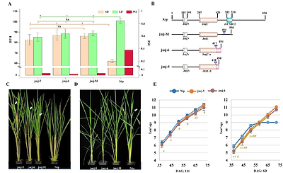 Rice Jumonji706 confers the photoperiod sensitivity in rice by distinct regulation of short-day and long-day flowering time regulatory pathways.