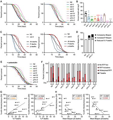 Mutation of eat-2 in C. elegans is not a reliable model for dietary restriction studies