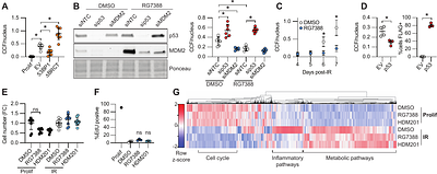 A mitochondria-regulated p53-CCF circuit integrates genome integrity with inflammation