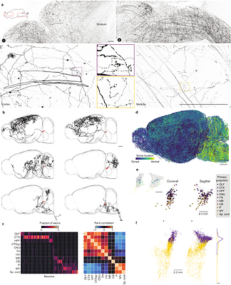 Topographic structure and function of locus coeruleus norepinephrine neurons