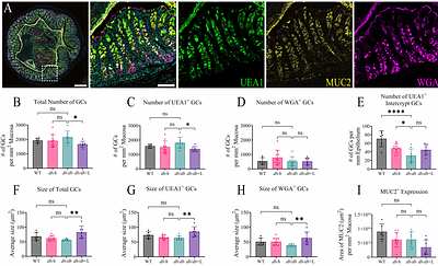 The Colonic Mucus Layer is Thinner and is Associated with Goblet Cell Hyperplasia in the db/db Mouse Model of Type 2 Diabetes