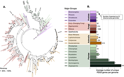 Evolutionary trajectories of cohesin gatekeepers across the Tree of Life