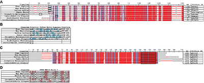 Structural Basis of Mitochondrial Transcription Regulation via Interactions of PolRMT and TFAM with Upstream Promoter DNA