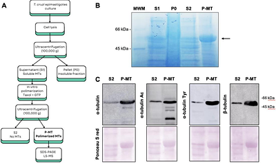 Proteomic mapping of novel tubulin post-translational modifications in Trypanosoma cruzi cytoskeleton