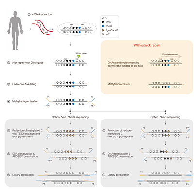 cf-Cabernet: Nick Repair Prior to End Repair Preserves Endogenous DNA Methylation Information in Cell-Free DNA Methylation Sequencing