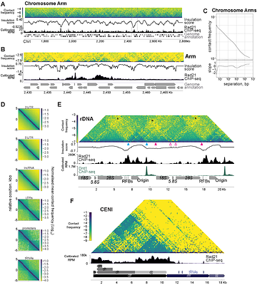 A conserved mechanism for targeted cohesin loading organises specialised chromosomal domains