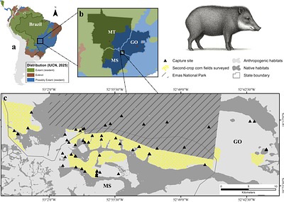 Ungulate conservation: Lessons from experimental white-lipped peccary management in agricultural-natural landscape mosaics of the Brazilian Cerrado