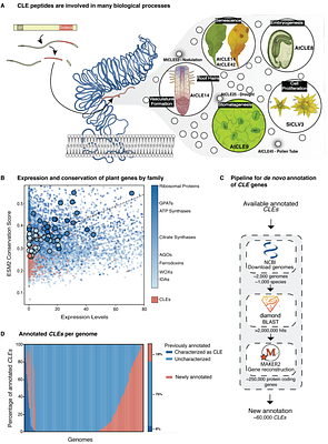 Pan-angiosperm analysis of the CLE signaling peptide family unveils paths, patterns, and predictions of paralog diversification