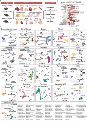 Organism-wide cellular dynamics and epigenomic remodeling in mammalian aging