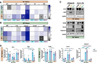 SARM1 is required for macrophage immunophenotype switching that is essential for nerve repair