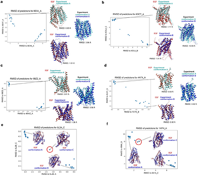 Robust Prediction of Multiple Protein Conformations with Entropy Guidance