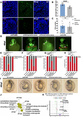 The RNA splicing factor PRPF8 is required for left-right organiser cilia function and determination of cardiac left-right asymmetry via regulation of Arl13b splicing