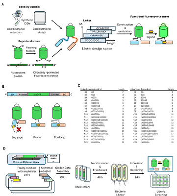 Linker-Length Landscape Mapping Enables Coupling of Diverse Synthetic Chemically Induced Dimerization Systems to Molecular Readouts