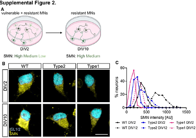 Altered lysosomal biology impairs motor neuron survival via TFEB dysregulation in spinal muscular atrophy