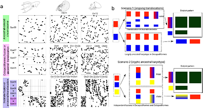 Chromosomal fusions and subsequent rearrangements shaped octopus genomes