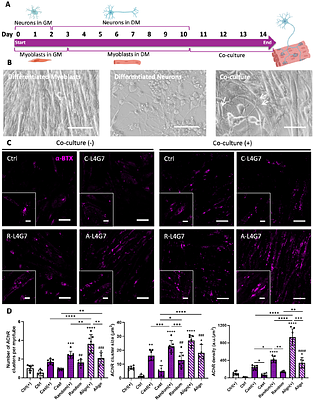 Engineering in vitro models of skeletal muscle with neuromuscular junctions using hierarchical micro-nano biomaterials: Cooperative effect of adhesion ligand nanoclustering and surface anisotropy