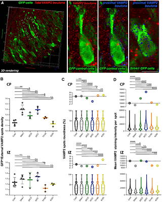 Slitrk/LAR-RPTP and disease-associated variants control neuronal migration in the developing mouse cortex independently of synaptic organizer activity
