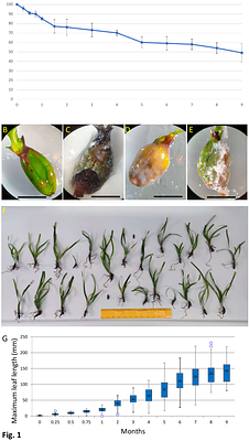 Sustaining Seagrass Restoration: Long-Term Preservation of Posidonia oceanica Seeds and Seedlings