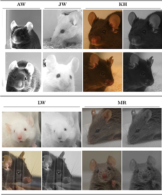 Automatic pain face analysis in mice: Applied to a varied dataset with non-standardized conditions