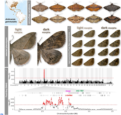 The ivory:mir-193 non-coding RNA gene controls melanic camouflage in a polymorphic moth