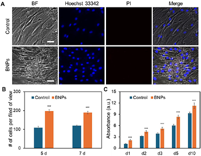 Notch Signaling in regulating Bone-derived Nanoparticles (BNPs) enhanced Osteogenic Differentiation