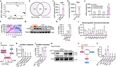 An Adipose mTORC1 Effector Links Nutrient-induced Ribosomal Protein Translation to Lifespan in Drosophila