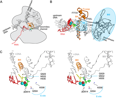 Mechanistic insights into RNA cleavage by bacterial RNA polymerase from a comprehensive mutational screen