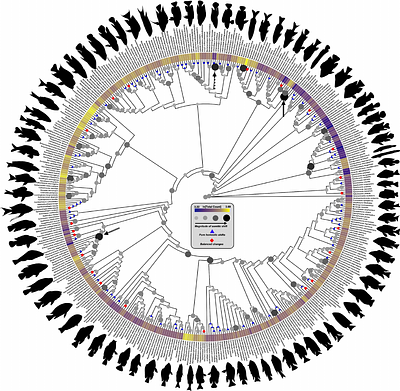 Somitic Change Drives Changes in Vertebral Regionalisation in African Cichlids Despite Strong Canalisation of Somite Number