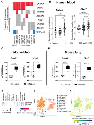 CD39 REGULATES P2RX7-MEDIATED LUNG NECROTIC LESIONS IN SEVERE EXPERIMENTAL TUBERCULOSIS