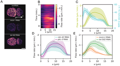 Mechanochemical coupling tunes robustness of PAR polarity across developmental contexts in the C. elegans embryo