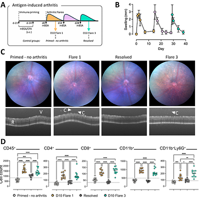 Inflammatory arthritis disrupts ocular immune privilege by compromising blood-retinal barrier integrity and promoting uveitogenic T cell recruitment