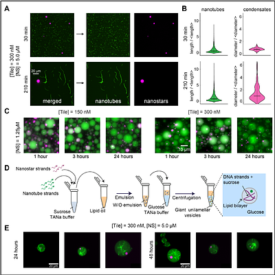 Programming the Internal Architecture of Synthetic Compartments by Coassembling Filamentous and Liquid DNA Phases