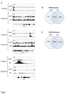 Epigenetic Regulation of Chondrogenesis: JMJD3 and UTX as Key Targets for Gene-Modified Mesenchymal Stem Cell Therapy in Cartilage Tissue Engineering