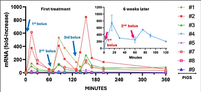 Acute anaphylactic and multiorgan inflammatory effects of Comirnaty in pigs: evidence of spike protein mRNA transfection and paralleling inflammatory cytokine upregulation