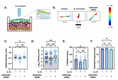 AAV-mediated MUC5AC siRNA delivery to prevent mucociliary dysfunction in asthma
