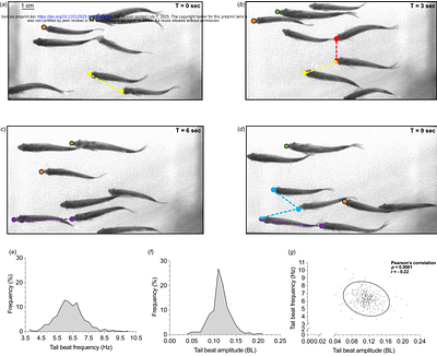 Fish locomotor variation: connecting energetics and kinematic modulation