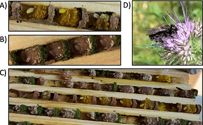 Pollen diet, more than geographic distance, shapes provision microbiome composition in two species of cavity-nesting bees