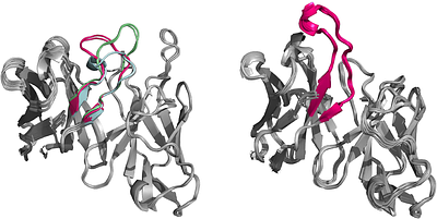Predicting the conformational flexibility of antibody and T-cell receptor CDRs