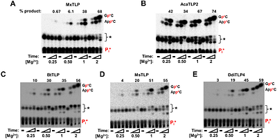 Metal ion requirement for catalysis by 3'-5' RNA polymerases