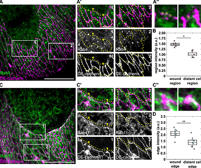 Rab4 and Rab11 GTPases cooperate to reinforce adherens junctions at the leading edge to promote rapid embryonic wound healing