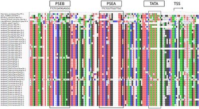 Telomerase RNA gene duplications drive telomeric repeatdiversity and evolution in Andrena bees