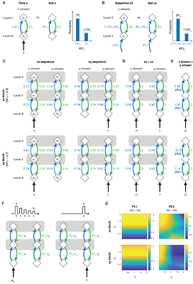 Diverse Configurations of Erroneous Predictive Coding Across Brain Hierarchies in a Non-Human Primate Model of Autism Spectrum Disorder