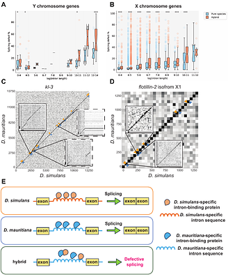 Defective splicing of Y-chromosome-linked gigantic genes underlies hybrid male sterility in Drosophila