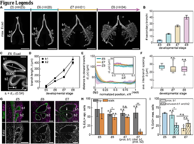 TGFβ determines epithelial tissue spacing by regulating mesenchymal condensation