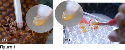 External morphometric and microscopic analysis of the reproductive system in in- vitro reared stingless bee queens, Heterotrigona itama, and their mating frequency