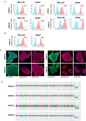 Stem cell-derived cardiomyocyte migration through TGF-β signalling in the context of myocardial infarction