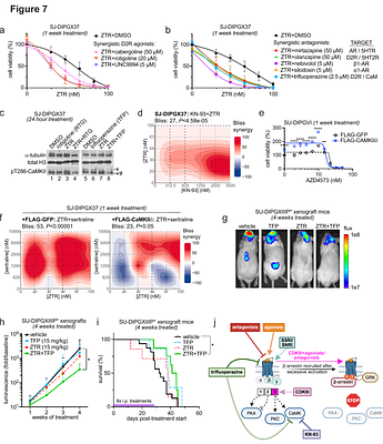 H3 dopaminylation and CaMKII modulate diffuse midline glioma response to CDK9 inhibition
