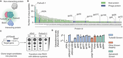 Molecular basis for anti-jumbo phage immunity by AVAST Type 5
